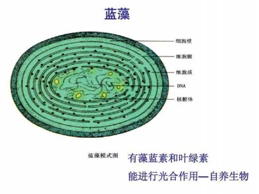 藻蓝素在蓝藻中有什么用（藻蓝素的组成元素）