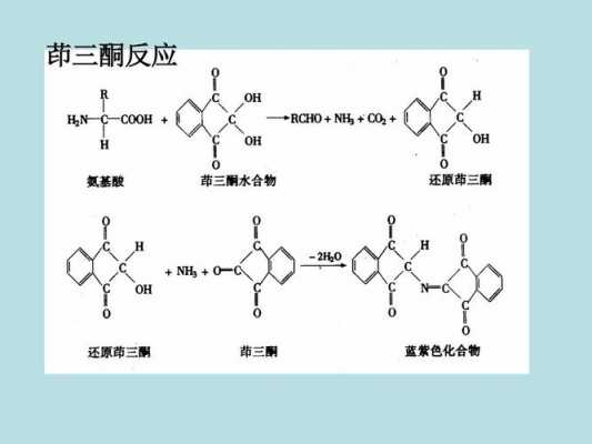 蛋白质为什么有茚三酮反应（蛋白质遇到茚三酮）