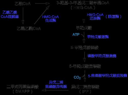 为什么乙酰辅酶a（为什么乙酰辅酶A是体内最重要的二碳化合物）