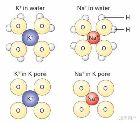 钾离子和钠离子是什么颜色（钾离子和钠离子对人体的作用）
