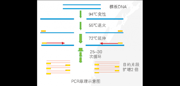 pcr为什么不用脱氧核苷酸（pcr为什么不用rna）