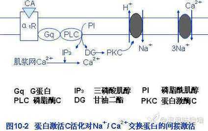 蛋白酶k在什么情况下会分解（蛋白酶k在什么情况下会分解）