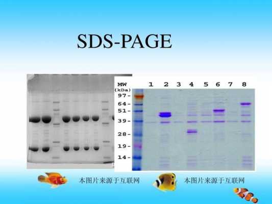 生物学中SDS是什么（生物学中s是什么意思）