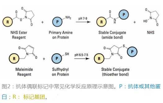 生物素标记是什么颜色（生物素标记是什么意思）