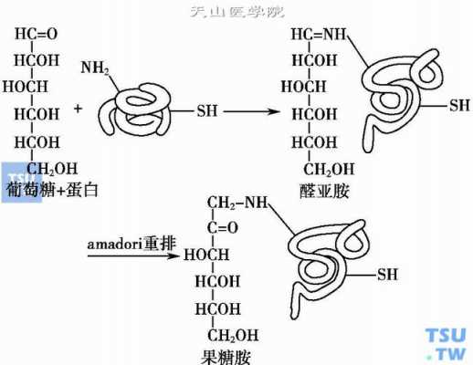 两分子果糖是什么意思（果糖胺是什么意思）