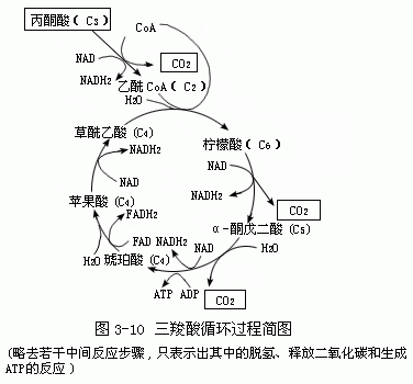 什么是糖酵解和三羧酸循环的纽带（什么是糖酵解和三羧酸循环的纽带产物）