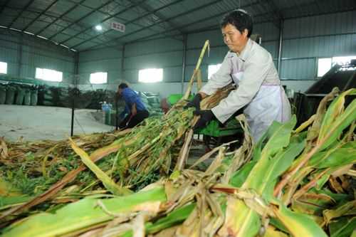 用玉米杆开什么厂（用玉米杆开什么厂最赚钱）