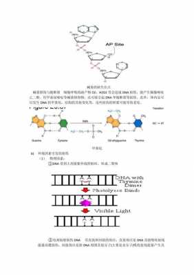 dna合成的特异抑制剂是什么（dna合成可逆抑制剂是什么意思）