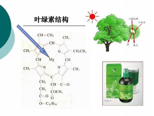 叶绿素里含什么元素（叶绿素里含什么元素多）