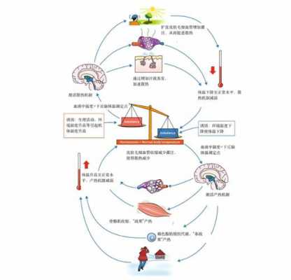 产热最高的能量是什么（产热最多的内脏器官是）