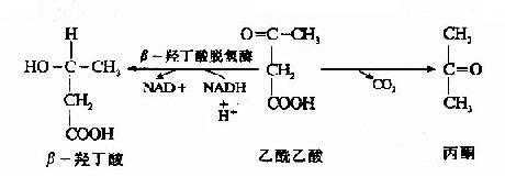 什么物质氧化得俩分子丙酸（丙酸的氧化分解的过程怎么写）