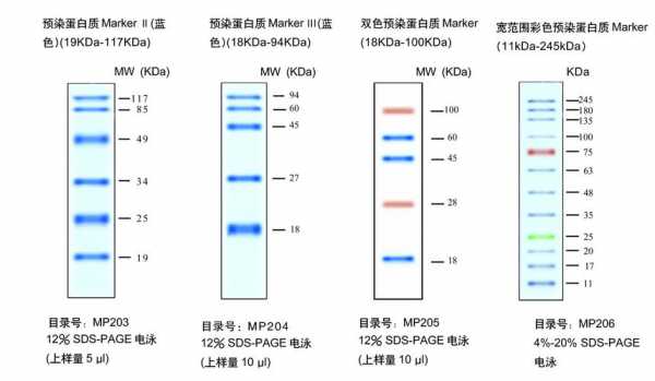 marker是什么电泳（跑电泳用的mark是什么）