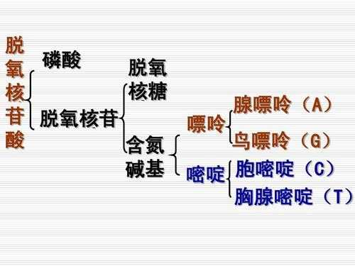 为什么嘌呤比嘧啶碱性强（为什么嘌呤比嘧啶碱性强呢）