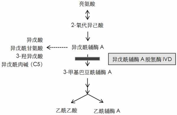 丙酰辅酶a进一步氧化需要什么辅酶（丙酰coa的进一步氧化需要什么和什么作酶的辅助因子）