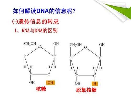 核糖和脱氧核糖有什么关系（核糖与脱氧核糖区别）