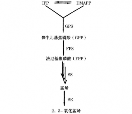 生物合成途径是什么（生物合成途径是什么酶）