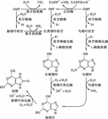 嘌呤和嘧啶合成什么（嘌呤和嘧啶的合成）