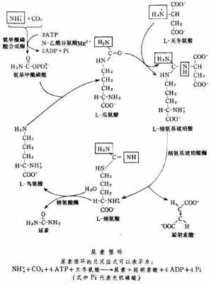 什么可以与尿素反应（什么可以与尿素反应生成碳酸）