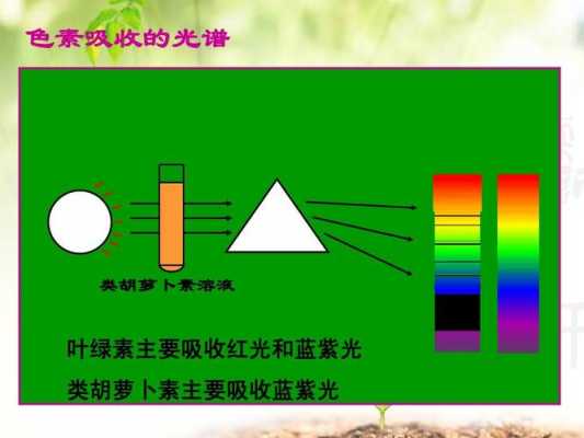 叶绿色a吸收什么光（叶绿素a主要吸收什么颜色光）