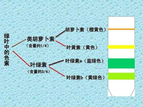 叶绿素和什么有关（叶绿素与叶片的关系）