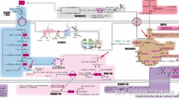 乙酰辅酶a是生成什么的原料（乙酰辅酶a是由什么生成的）