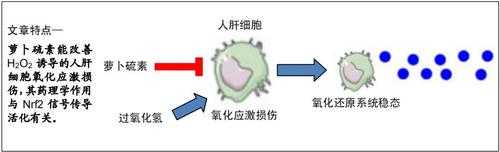 肝脏里为什么有过氧化氢酶（肝细胞有过多的过氧化氢）