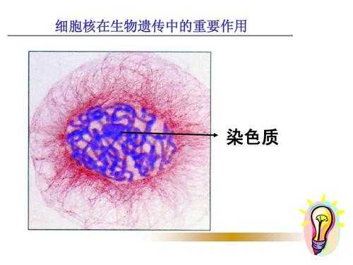 什么是染色细胞的（细胞染色质）