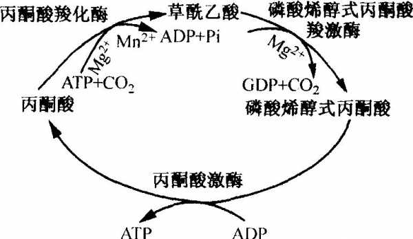 丙酮酸为什么分解不了（丙酮酸为什么分解不了二氧化碳）