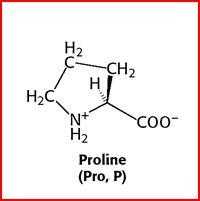 脯氨酸含有什么环（脯氨酸sh2）