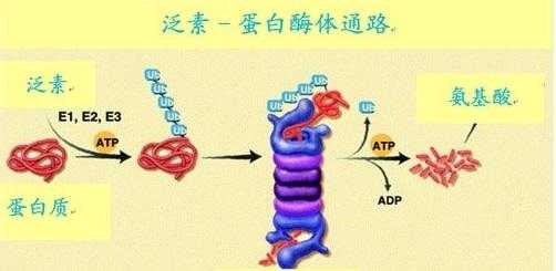 酶把蛋白质分解成什么（酶会被蛋白酶分解吗）