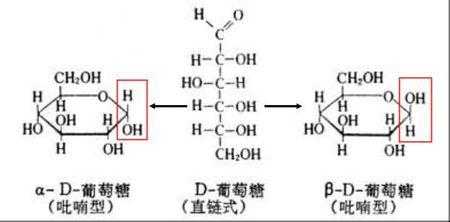 葡萄糖在什么中（葡萄糖在什么中合成）