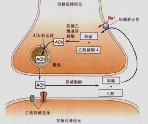 什么是胆碱乙酰胆碱（胆碱是乙酰胆碱吗）