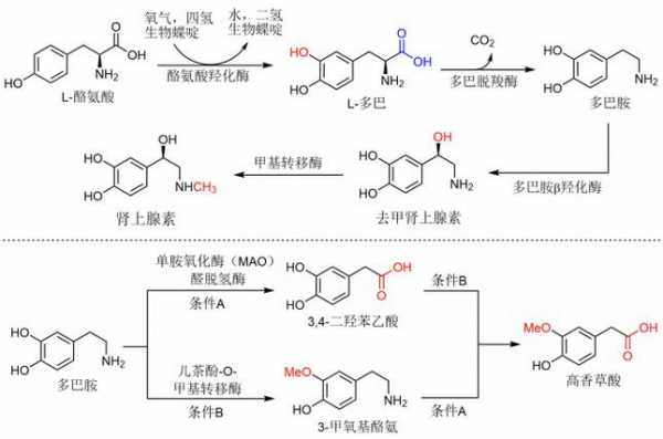 多巴胺有什么合成（多巴胺合成化学式）