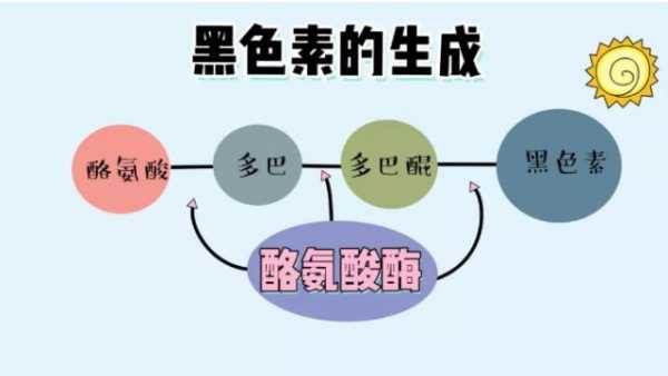 什么是氯氨酸（什么是氯氨酸酶）