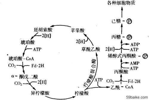 为什么说tca循环是三大物质代谢的枢纽（tca循环产生的atp）