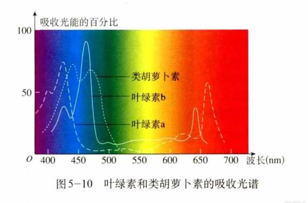 叶绿素4吸收什么光（叶绿素吸收什么光类胡萝卜素吸收什么光）