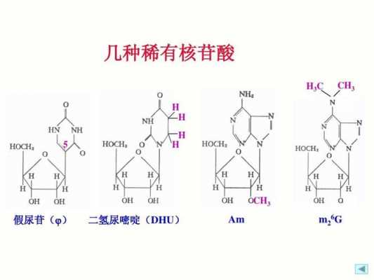 尿苷单磷酸盐是什么（尿苷单磷酸盐是什么意思）