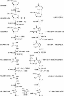 嘌呤跟嘧啶什么关系（嘌呤和嘧啶含量相同吗）