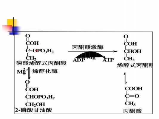 水醇是干什么的（水醇酶是什么）