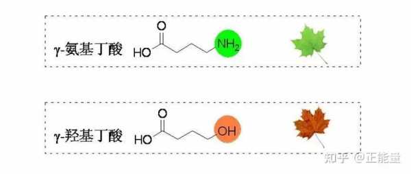 羟基丁酸跟氨基丁酸有什么区别（氨基丁酸和羟基丁酸的区别）