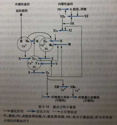 Xa因子是个什么位置（x因子v因子）