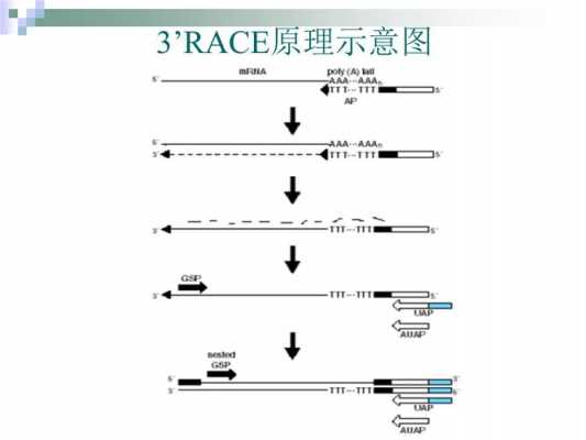 pcr中FAM代表什么（pcr中的f和r）