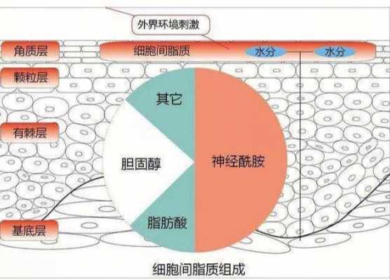 神经酰胺还叫什么名字（神经酰胺的别称）