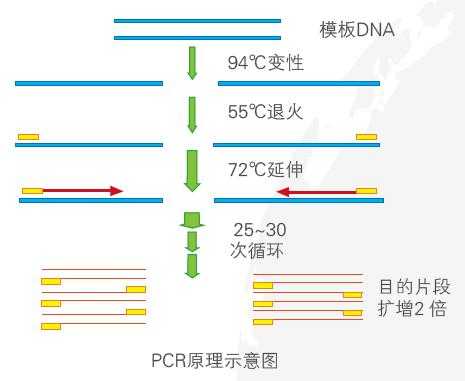 dmso对pcr有什么作用（dmso对rna的影响）