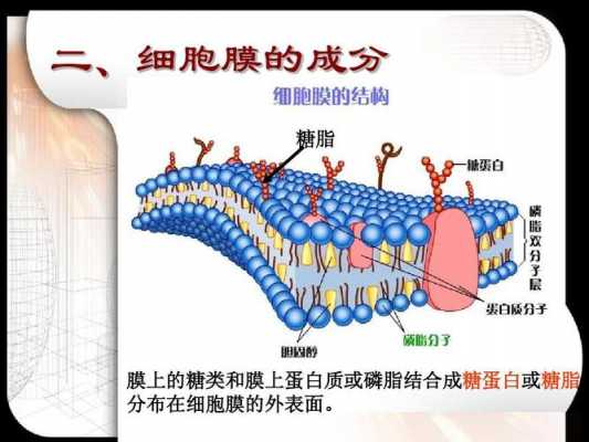 糖蛋白对细胞膜起什么作用（糖蛋白是细胞膜的主要成分）