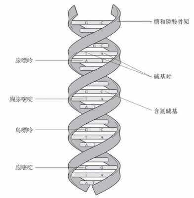 DNA有什么字母标记（dna字母表）