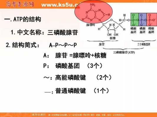 磷酸腺嘌呤类别是什么（磷酸腺嘌呤的读音）