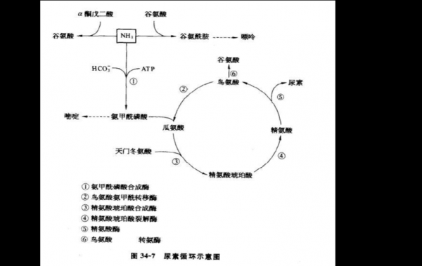 苯环上的氨基为什么活性低（氨基使苯环活化的主要原因）