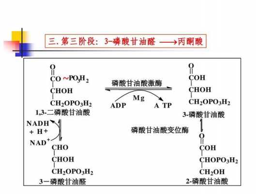 为什么叫三磷酸甘油酸激酶（为什么叫三磷酸甘油酸激酶抑制剂）