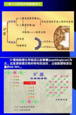 肽聚糖是什么的细胞壁组成（肽聚糖是什么的细胞壁组成成分）